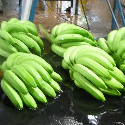 Bananas